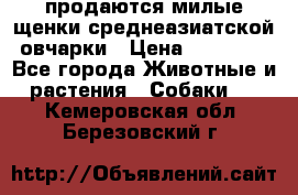 продаются милые щенки среднеазиатской овчарки › Цена ­ 30 000 - Все города Животные и растения » Собаки   . Кемеровская обл.,Березовский г.